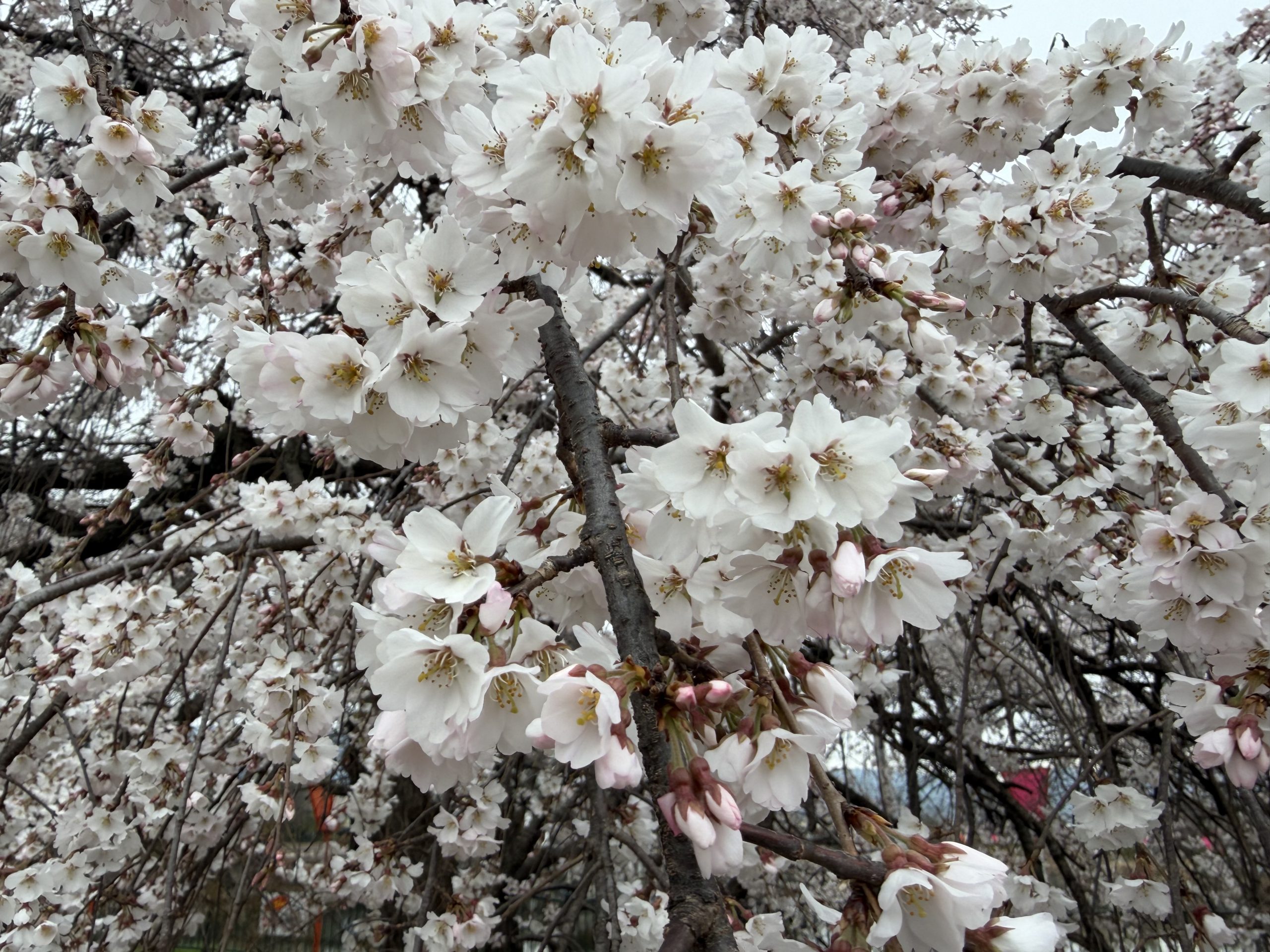 ブログサムネイル画像